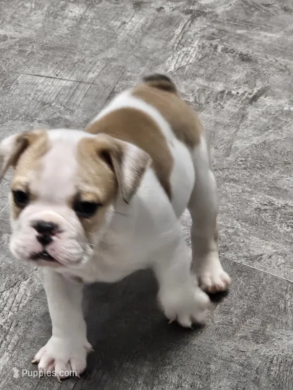 Kodak – English Bulldog puppy for sale in Hope Mills, NC
