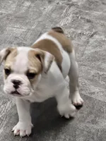 Kodak, a male English Bulldog for sale in Hope Mills, NC – 1 of 4