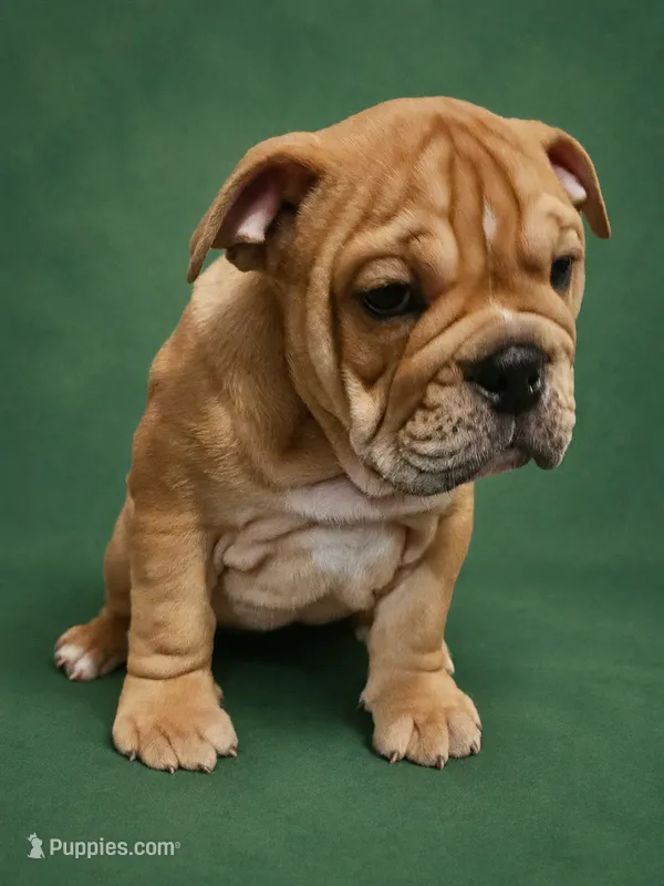 Brohms  – English Bulldog puppy for sale in Hope Mills, NC