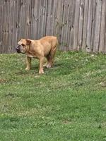 Brohms, a male English Bulldog for sale in Hope Mills, NC – 2 of 3