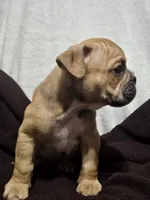 Louie, a male English Bulldog for sale in Hope Mills, NC – 2 of 7