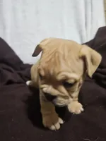 Brohms , a male English Bulldog for sale in Hope Mills, NC – 2 of 10