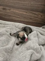 June, a female English Bulldog for sale in Hope Mills, NC – 3 of 5