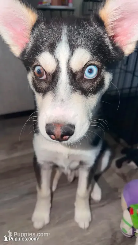 Archie  – Jack Russell Terrier, Siberian Husky puppy for sale in Chicago, IL
