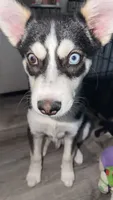 Archie , a male Jack Russell Terrier and Siberian Husky for sale in Chicago, IL – 2 of 4