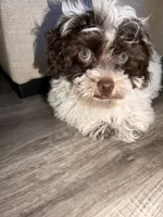 Milo , a male Shihpoo for sale in Chicago, IL – 3 of 4