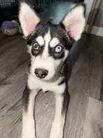 Archie , a male Jack Russell Terrier and Siberian Husky for sale in Chicago, IL – 2 of 3