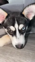 Archie , a male Jack Russell Terrier and Siberian Husky for sale in Chicago, IL – 3 of 3