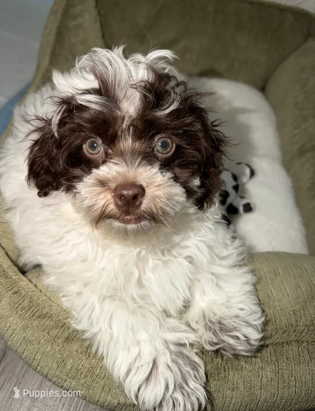 Milo  – Shihpoo puppy for sale in Chicago, IL