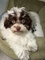Milo , a male Shihpoo for sale in Chicago, IL – 1 of 4