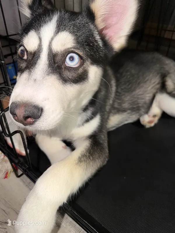 Archie  – Jack Russell Terrier, Siberian Husky puppy for sale in Chicago, IL