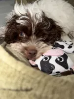 Milo , a male Shihpoo for sale in Chicago, IL – 2 of 3