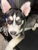 Archie , a male Jack Russell Terrier and Siberian Husky for sale in Chicago, IL – 4 of 4