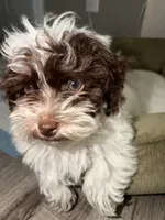 Milo , a male Shihpoo for sale in Chicago, IL – 1 of 3