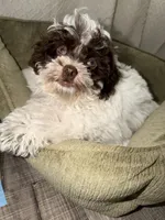 Milo , a male Shihpoo for sale in Chicago, IL – 4 of 4