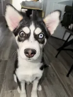 Archie , a male Jack Russell Terrier and Siberian Husky for sale in Chicago, IL – 1 of 3