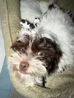 Milo , a male Shihpoo for sale in Chicago, IL – 3 of 3