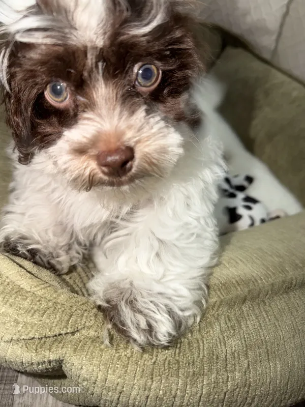 Milo  – Shihpoo puppy for sale in Chicago, IL
