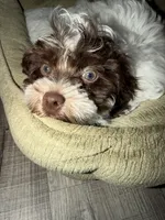 Milo , a male Shihpoo for sale in Chicago, IL – 2 of 4