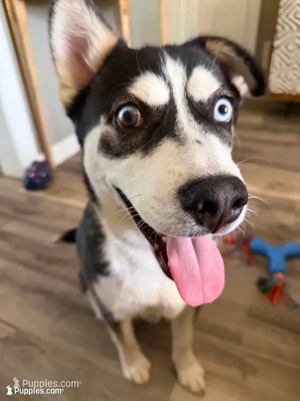 Archie  – Jack Russell Terrier, Siberian Husky puppy for sale in Chicago, IL