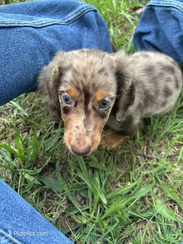 Theodore  – Miniature Dachshund puppy for sale in Richmond, VA