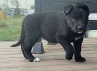 Grey collar, a female German Shepherd Dog and Siberian Husky for sale in Fort Lupton, CO – 5 of 5