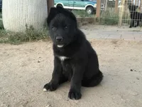 Grey collar, a female German Shepherd Dog and Siberian Husky for sale in Fort Lupton, CO – 2 of 5