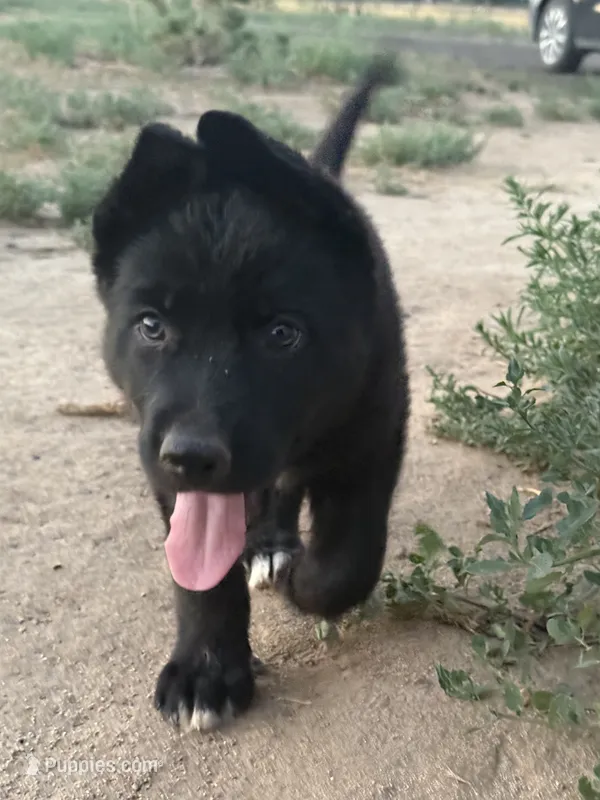 Grey collar – German Shepherd Dog, Siberian Husky puppy for sale in Fort Lupton, CO