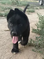 Grey collar, a female German Shepherd Dog and Siberian Husky for sale in Fort Lupton, CO – 1 of 5