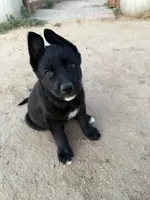 Grey collar, a female German Shepherd Dog and Siberian Husky for sale in Fort Lupton, CO – 4 of 5