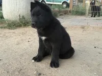 Grey collar, a female German Shepherd Dog and Siberian Husky for sale in Fort Lupton, CO – 3 of 5