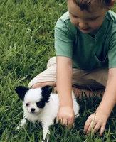 Chase AKC, a male Chihuahua for sale in Laurel, MS – 1 of 10