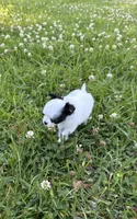 AKC Chase , a male Chihuahua for sale in Laurel, MS – Photo 4 of 9