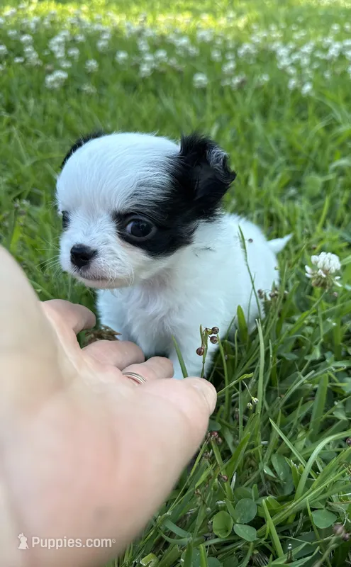 AKC Chase  – Chihuahua puppy for sale in Laurel, MS