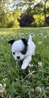 AKC Chase , a male Chihuahua for sale in Laurel, MS – Photo 3 of 9