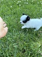 AKC Chase , a male Chihuahua for sale in Laurel, MS – Photo 7 of 9