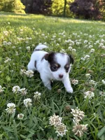 AKC Chocolate Tri, a male Chihuahua for sale in Laurel, MS – Photo 6 of 7
