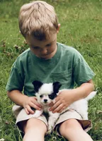 Chase AKC, a male Chihuahua for sale in Laurel, MS – 7 of 10