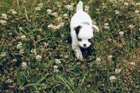 AKC Blue TINY , a male Chihuahua for sale in Laurel, MS – 3 of 8