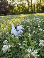 AKC Blue Marshall , a male Chihuahua for sale in Laurel, MS – Photo 3 of 6