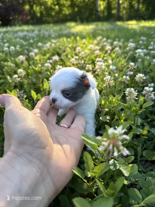 AKC Blue Marshall  – Chihuahua puppy for sale in Laurel, MS