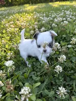 AKC Blue Marshall , a male Chihuahua for sale in Laurel, MS – Photo 6 of 6