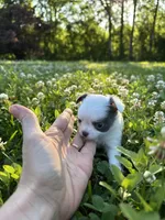 AKC Blue Marshall , a male Chihuahua for sale in Laurel, MS – Photo 4 of 6