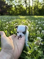 AKC Blue Marshall , a male Chihuahua for sale in Laurel, MS – Photo 5 of 6