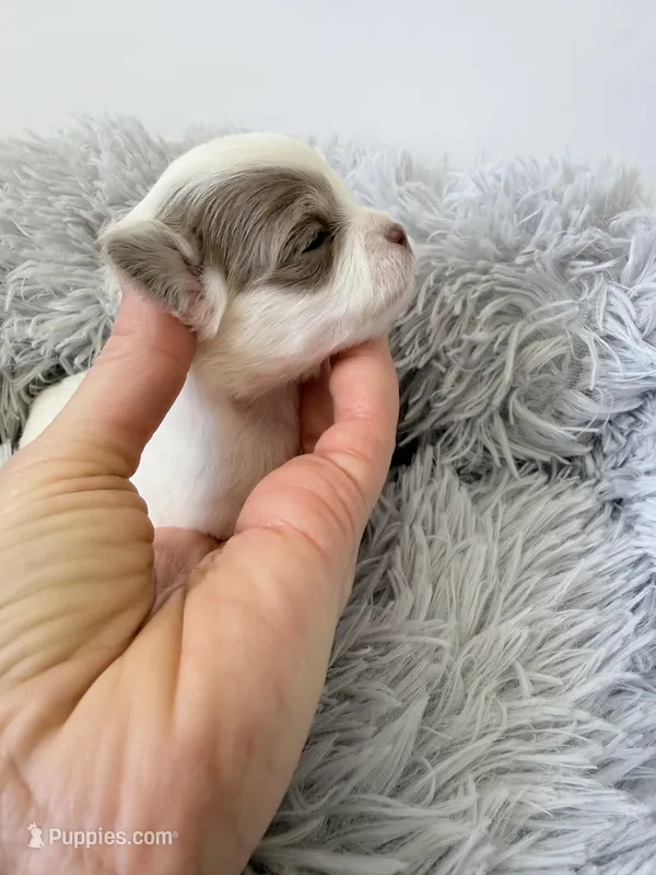 AKC Lilac Boy – Chihuahua puppy for sale in Laurel, MS