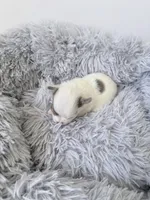 AKC Lilac Boy, a male Chihuahua for sale in Laurel, MS – Photo 5 of 5