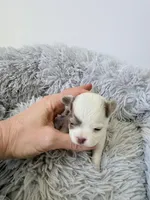 AKC Lilac Boy, a male Chihuahua for sale in Laurel, MS – Photo 3 of 5