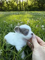 AKC Lilac small, a male Chihuahua for sale in Laurel, MS – 3 of 10
