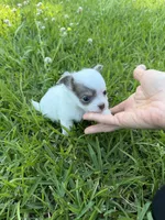 AKC Lilac small, a male Chihuahua for sale in Laurel, MS – 4 of 10