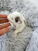 AKC Lilac Boy, a male Chihuahua for sale in Laurel, MS – Photo 4 of 5